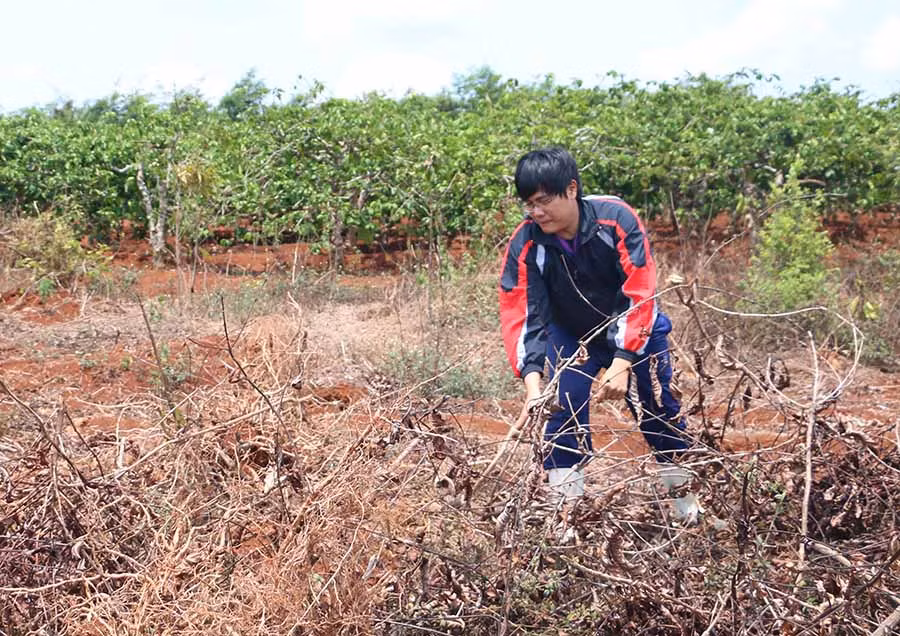  Người dân thị trấn Chư Sê làm đất để chuẩn bị tái canh cà phê. Ảnh: Q.T