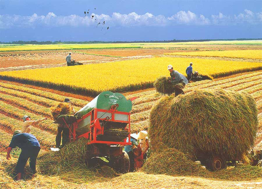 Nông dân nhiều địa phương trong tỉnh đã đưa cơ giới vào thu hoạch lúa. Ảnh: HUY TỊNH