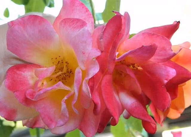 Joseph’s coat . Joseph’s coat .