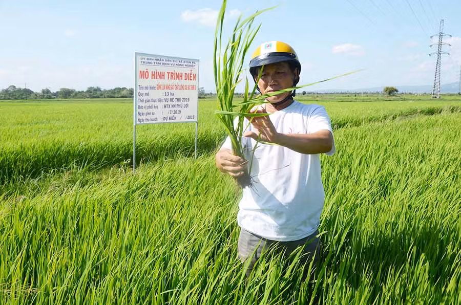  Ông Nguyễn Đình Long-Chủ tịch Hội đồng Quản trị kiêm Giám đốc HTX Nông nghiệp Phú Lợi đi kiểm tra cánh đồng lúa Đài Thơm 8. Ảnh: Đ.P