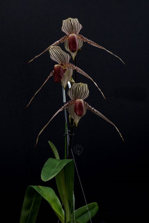  Đây là một trong những loại hoa lan lạ và đắt nhất thế giới. Hoa lan này 15 năm mới nở một lần không như nhiều loại lan khác. Ảnh: Dân trí