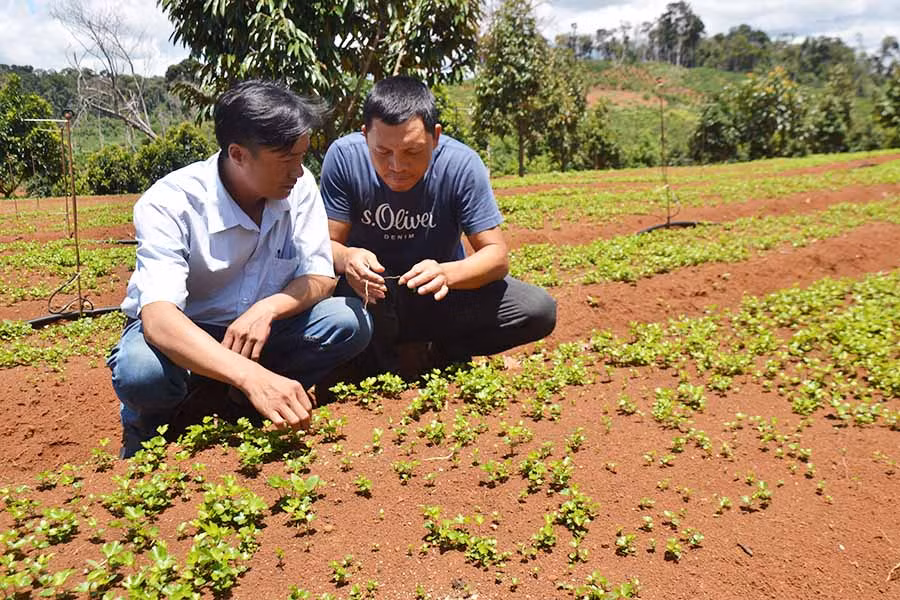 Anh Hậu giới thiệu vườn ương cây dược liệu đương quy. Ảnh: Lê nam