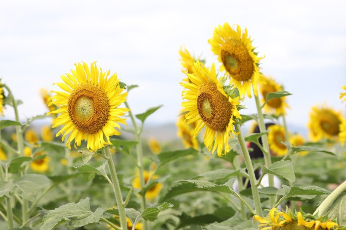 Đến với vườn hoa hướng dương ở Điện Bàn này bạn sẽ được chiêm ngưỡng những bông hoa hướng dương thật to, thật đẹp, nở rộ trong gió, nhuộm vàng cả một vùng, tạo nên một cảnh tượng vô cùng đẹp mắt.