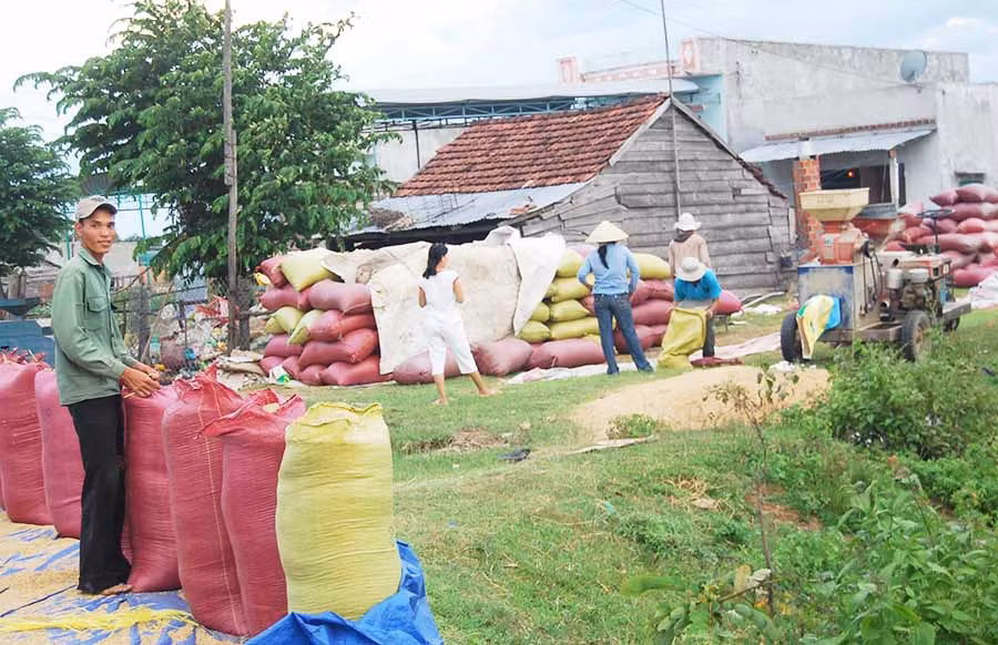  Mùa về buôn làng đày ắp lúa. Ảnh: Đ.P