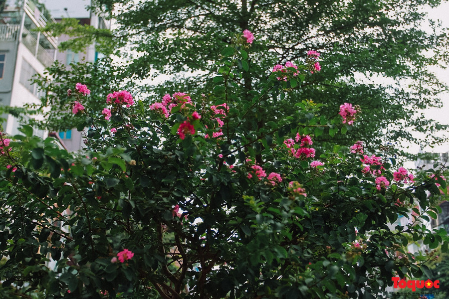 Tầng trên cùng là cây phong, tầng giữa là hoa tường vi cánh mỏng màu hồng và tầng dưới cùng là các loài hoa như: Râm bụt, trang đỏ,… được trồng theo từng đoạn.