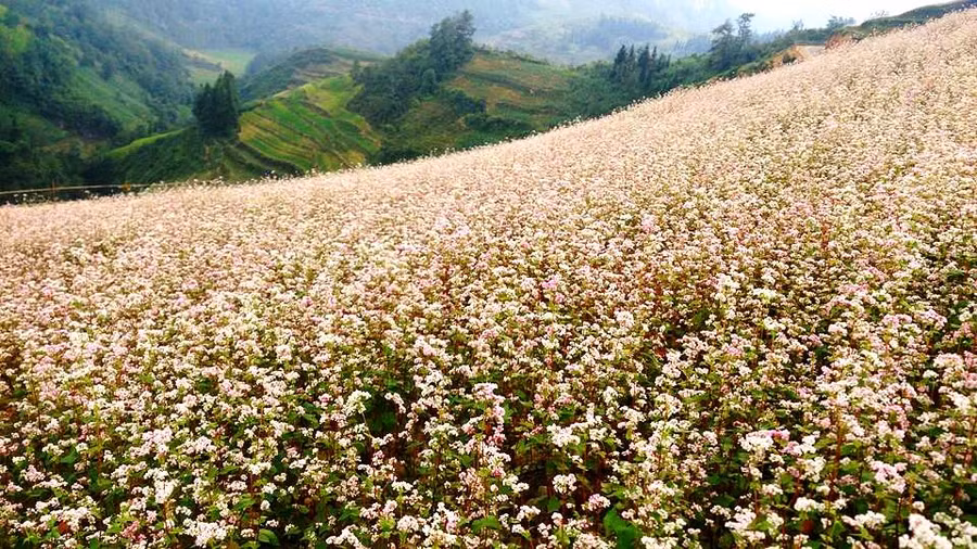  Mùa thu về, hoa tam giác mạch nở khắp núi rừng.