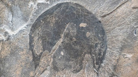  Một mẫu vật nguyên vẹn khác - ảnh do nhóm nghiên cứu cung cấp