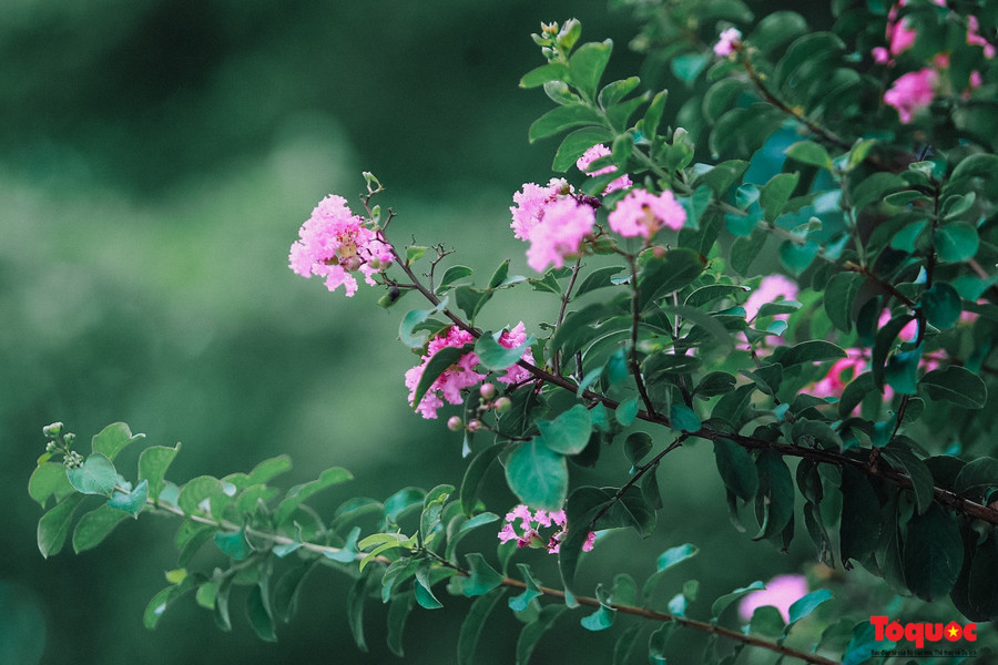 Hoa tường vi có tên khoa học là Rosa multiflora, hoặc Lagerstroemia indica Linn hay còn nhiều tên gọi khác như tầm xuân nhiều hoa, hồng nhiều hoa, tường vi Nhật, dã tường vi, thuộc họ hoa hồng.