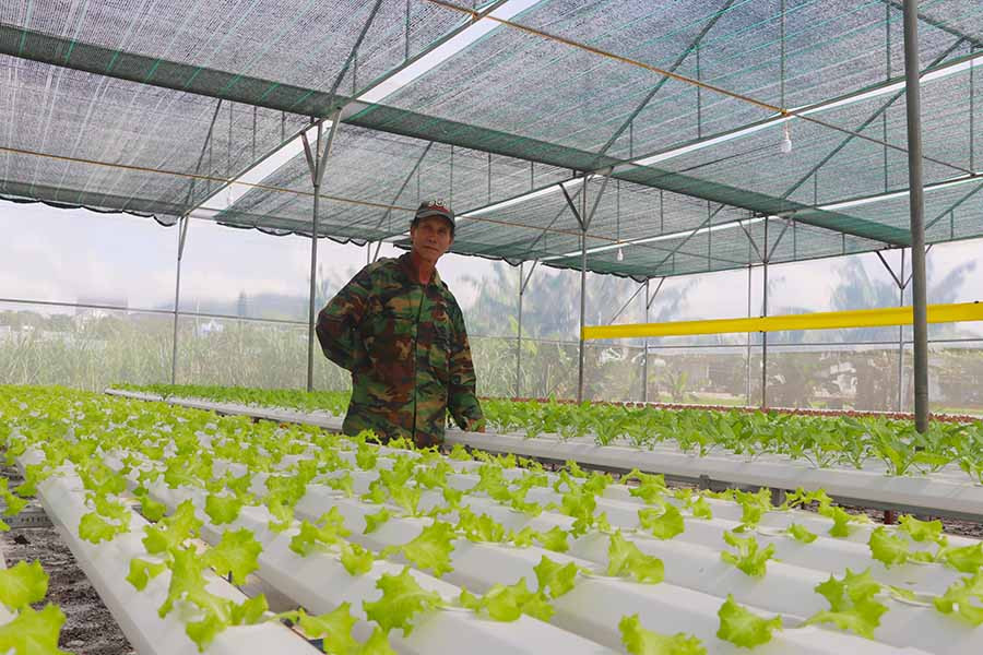 Mô hình trồng rau thủy canh của ông Nguyễn Văn Hưng (xã Tân An, huyện Đak Pơ). Ảnh: Ngọc Minh