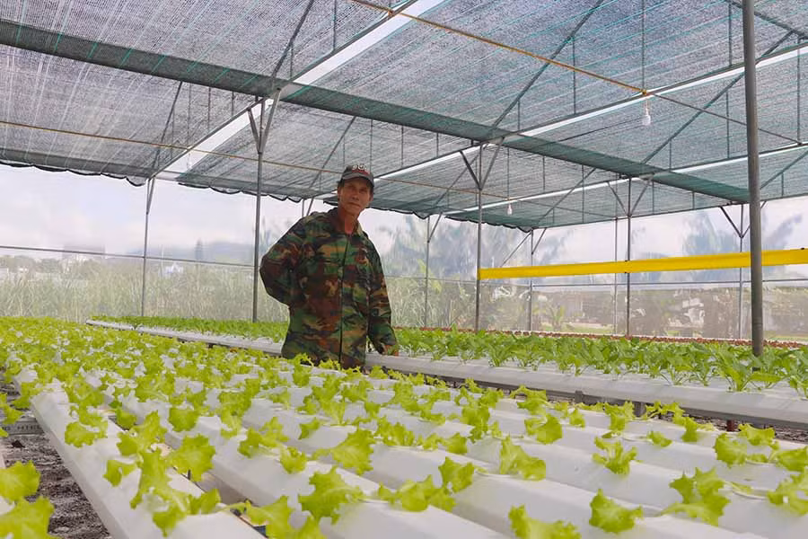 Mô hình trồng rau thủy canh của ông Nguyễn Văn Hưng (xã Tân An, huyện Đak Pơ). Ảnh: Ngọc Minh