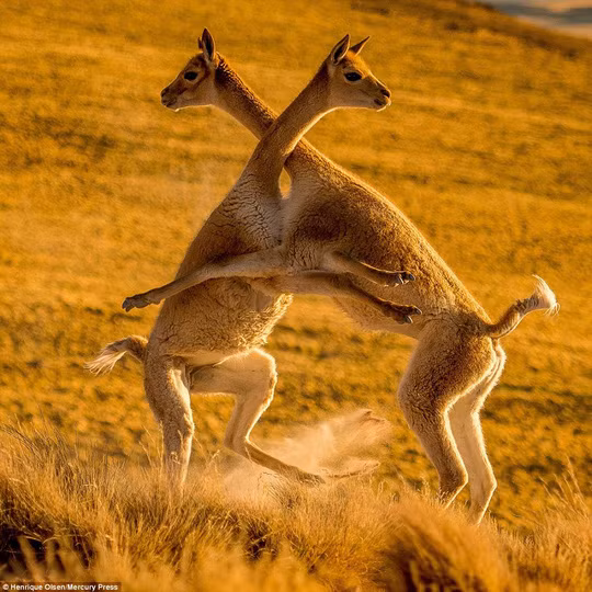 Nhiếp ảnh gia Henrique Olsen de Assumpção vô cùng hạnh phúc khi được tận mắt chứng kiến khoảnh khắc hiếm thấy của lạc đà Vicuna. Ảnh: Mercury Press