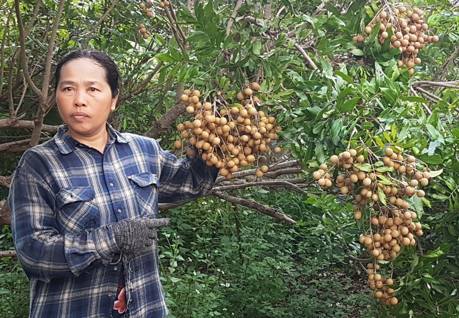 Phát triển vườn cây ăn quả an toàn, chất lượng tại thị trấn Nhơn Hòa, huyện Chư Pưh. Ảnh: Ngọc Thu Phát triển vườn cây ăn quả an toàn, chất lượng tại thị trấn Nhơn Hòa, huyện Chư Pưh. Ảnh: Ngọc Thu