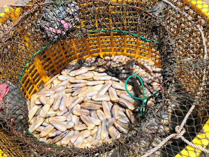 “Chiến lợi phẩm” ốc móng tay, bắt lên bán với giá 25.000 đồng/kg