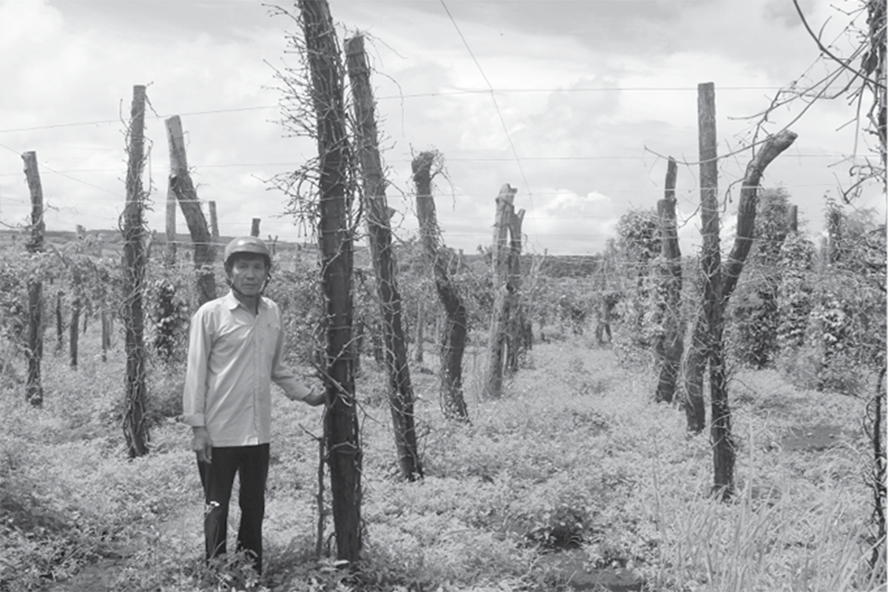 Hồ tiêu của người dân Chư Pưh (Gia Lai) đang chết trên diện rộng. Ảnh: PV