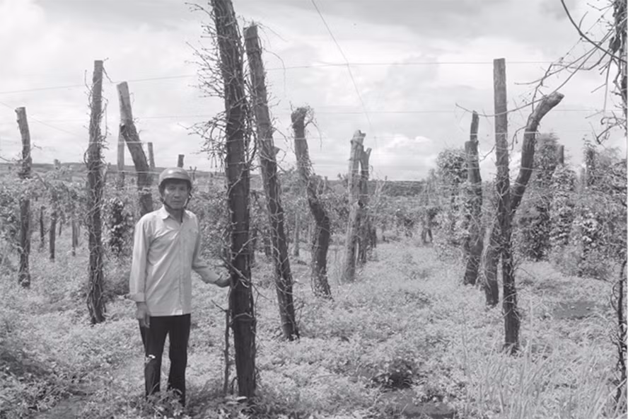 Hồ tiêu của người dân Chư Pưh (Gia Lai) đang chết trên diện rộng. Ảnh: PV