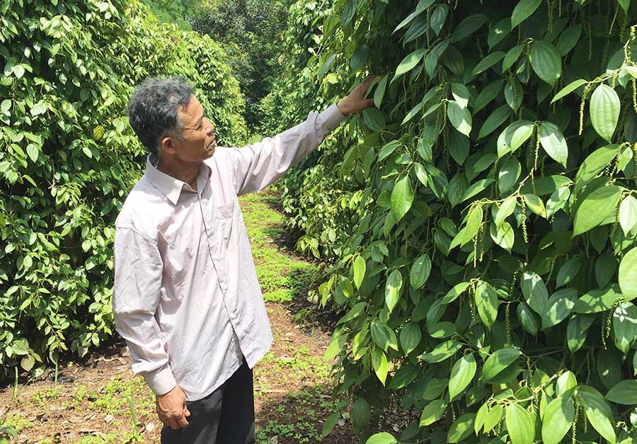  Những ngày lam lũ của gia đình ông Thiện đã mang lại trái ngọt. Ảnh: L.V.N