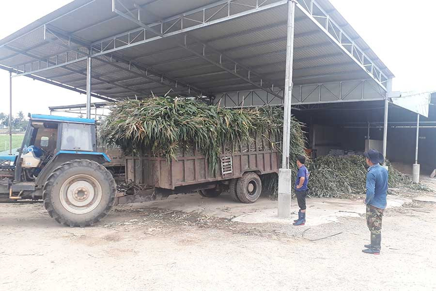  Bắp sinh khối được chế biến làm thức ăn cho bò. Ảnh: N.T