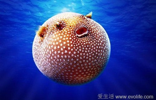 Hình ảnh bộ mặt hài hước của động vật khiến tâm trạng của bất kỳ ai cũng nhẹ nhàng hơn. Trong ảnh là cá nóc có đốm sao được tìm thấy ở biển Thái Bình Dương gây ấn tượng với khuôn mặt cười trong thân hình tròn vo.