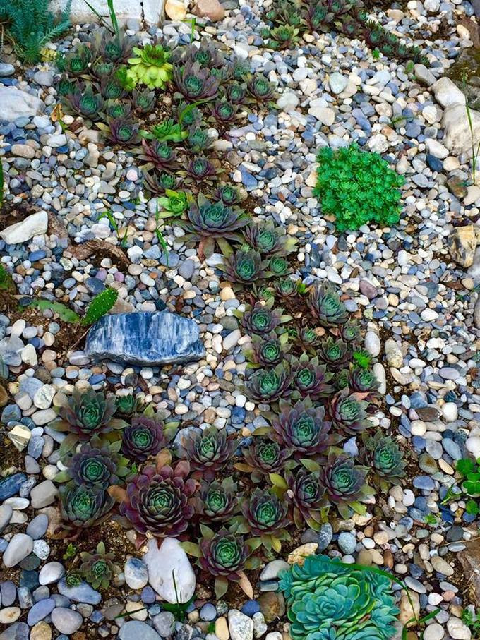 Chị Huyền kể, khi đến mua vườn mấy năm trước, chị thấy có mô đất, trên đó có một ít sen đá mọc. "Tôi phát hiện sau mỗi mùa tuyết tan, xuân về, sen đá mơn mởn và đẻ ra rất nhiều cây con. Lúc đó tôi đã nghĩ trồng nên một tiểu phẩm gì đó. Và ý tưởng bản đồ, ngôi sao đã hình thành, gợi nhớ về tổ quốc khi xa xứ", chị kể. Chị Huyền kể, khi đến mua vườn mấy năm trước, chị thấy có mô đất, trên đó có một ít sen đá mọc.