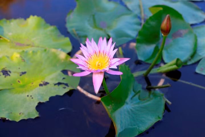  Anh Khanh đã dùng mạng Facebook để kết nối những người thích chơi hoa súng lại với nhau. Không chỉ bán ở trong tỉnh Thừa Thiên Huế, anh còn xuất hoa súng đi nhiều tỉnh thành.