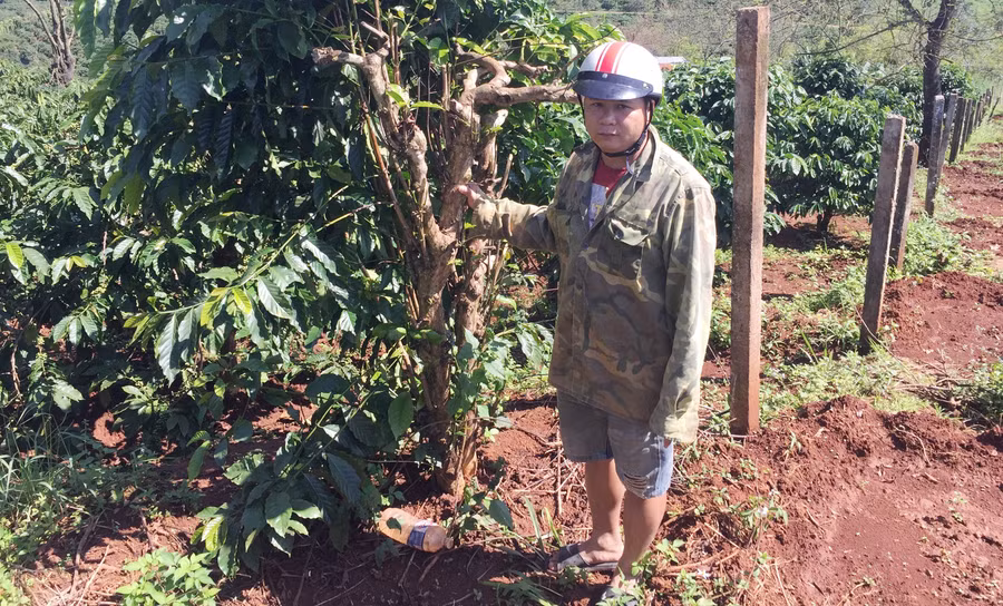 Bà Ngọc đã chặt phá 32 cây cà phê của gia đình anh Trung. Ảnh: Văn Ngọc 