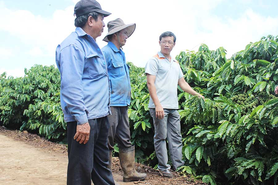  Mô hình liên kết sản xuất cà phê bền vững giữa nông dân với Hợp tác xã Nông nghiệp-Dịch vụ Nam Yang (huyện Đak Đoa). Ảnh: Nguyễn Diệp