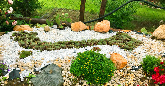 Hiện tại dải hình chữ S dài hơn 2m, vì thế chị Huyền cần tỉa liên tục để giữ dáng. Chị rải sỏi trắng bao quanh để làm nổi bật lên dáng hình đất nước. Hiện tại dải hình chữ S dài hơn 2m, vì thế chị Huyền cần tỉa liên tục để giữ dáng. Chị rải sỏi trắng bao quanh để làm nổi bật lên dáng hình đất nước.