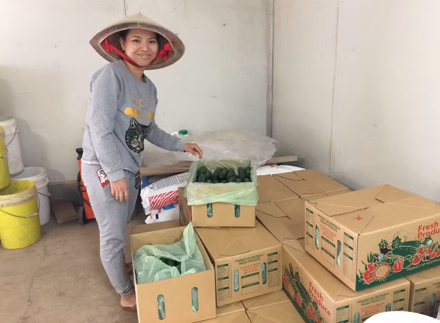 Chi Trang Nguyễn và những thùng dưa