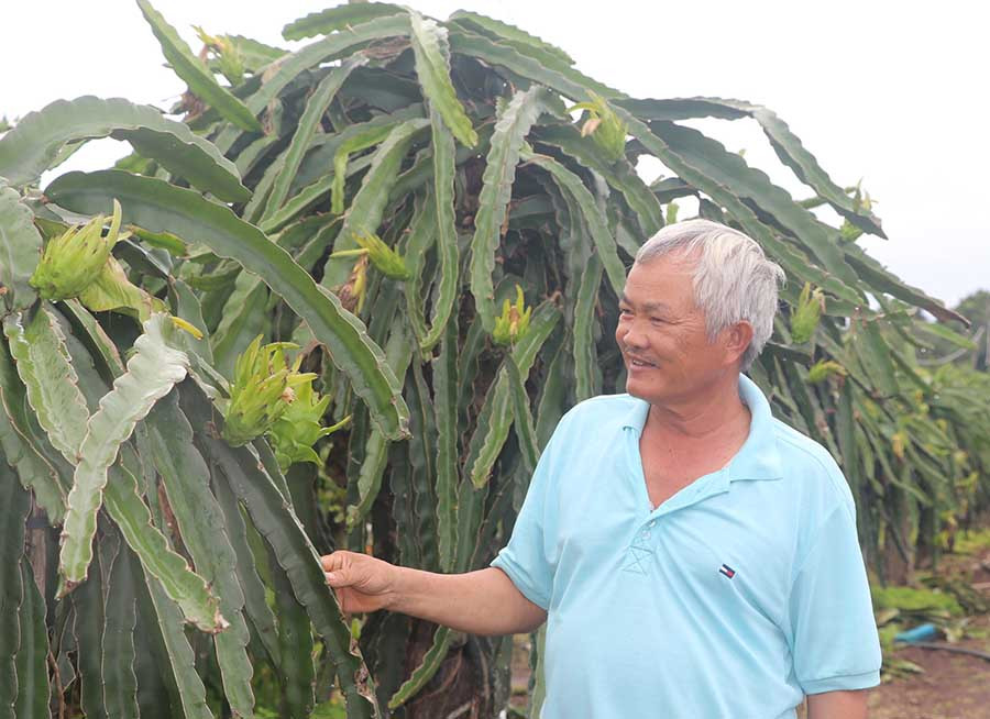  Ông Nguyễn Văn Lợ bên vườn thanh long ruột đỏ của gia đình. Ảnh: Ngọc Minh