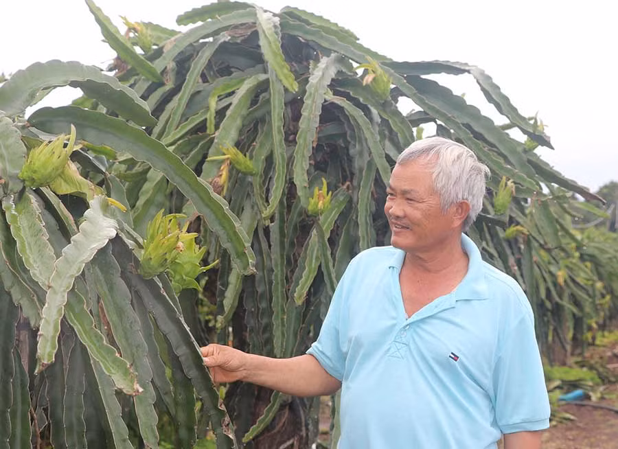  Ông Nguyễn Văn Lợ bên vườn thanh long ruột đỏ của gia đình. Ảnh: Ngọc Minh