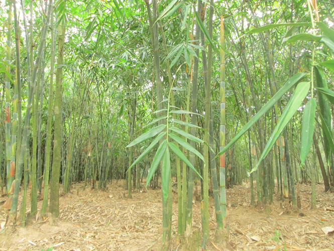 Vườn tre của ông Nghĩa