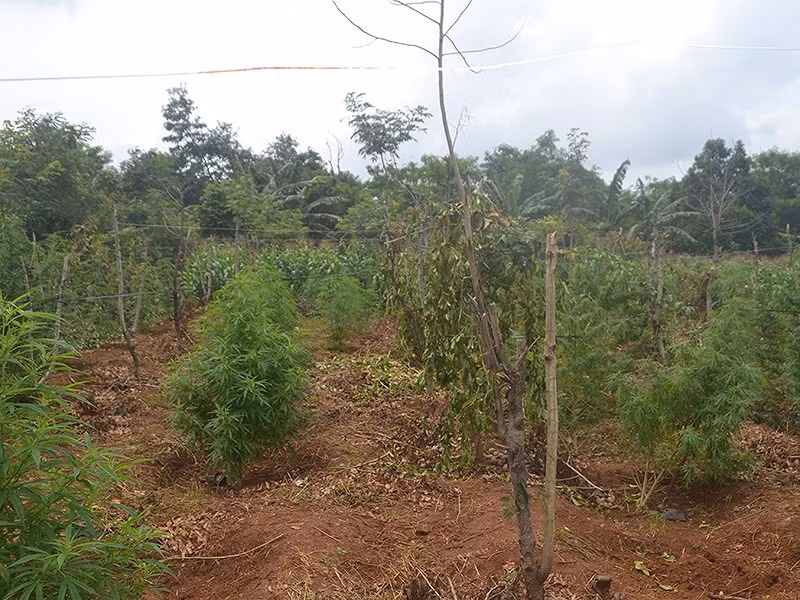 Cần sa được trồng xen kẽ trong rẫy cà phê ở buôn A-Ring, xã Cuôr Đăng, huyện Cư M’gar. Ảnh: T.ANH