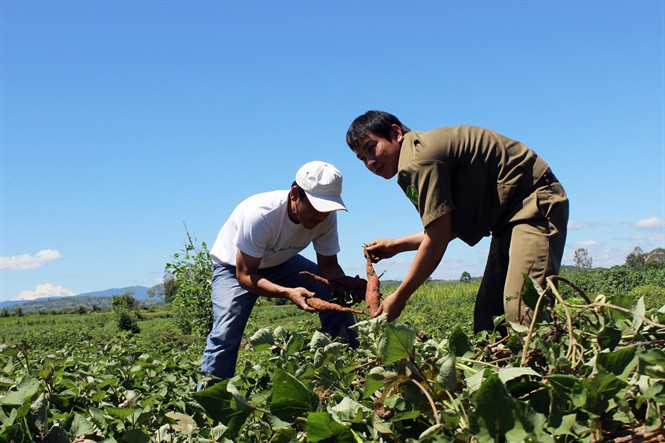 “Cánh đồng khoai lang Nhật” nhổ bỏ trả lại đất