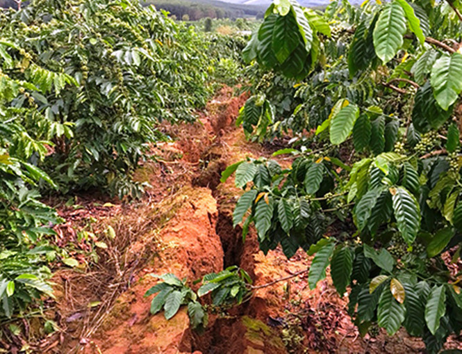 Nhiều vết sụt nứt đất tại các rẫy cà phê, cao su ở thôn 3, xã Tân Cảnh (H.Đăk Tô) ẢNH: UBND H.ĐĂK TÔ CUNG CẤP