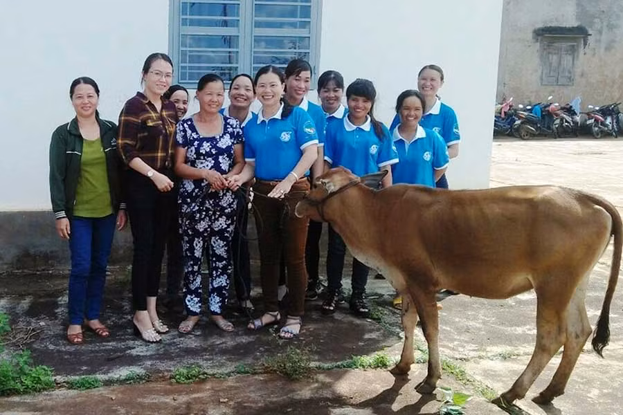  Mô hình “Bò tình thương” giúp nhiều hội viên phụ nữ thoát nghèo. Ảnh: Trần Dung