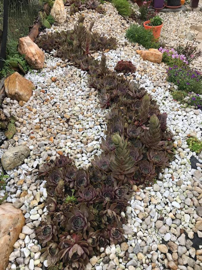 Chị bắt tay thực hiện ý tưởng này hơn hai năm trước. Năm đầu sen đá chưa thành hình rõ ràng. Nhưng đến hai mùa sau cây phát triển mạnh mẽ và ngày càng có hình dáng uyển chuyển của dải đất hình chữ S. Thậm chí chị Huyền còn tạo hình Hoàng Sa, Trường Sa. Chị bắt tay thực hiện ý tưởng này hơn hai năm trước. Năm đầu sen đá chưa thành hình rõ ràng. Nhưng đến hai mùa sau cây phát triển mạnh mẽ và ngày càng có hình dáng uyển chuyển của dải đất hình chữ S. Thậm chí chị Huyền còn tạo hình Hoàng Sa, Trường Sa.