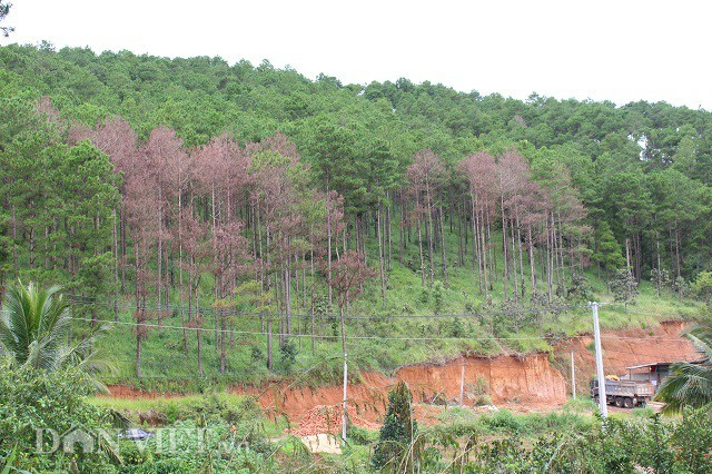 Ở phía đối diện cũng có nhiều cây thông bị bơm thuốc diệt cỏ vào gốc đang chết dần. Ảnh: Văn Long.