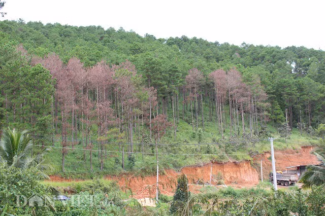 Ở phía đối diện cũng có nhiều cây thông bị bơm thuốc diệt cỏ vào gốc đang chết dần. Ảnh: Văn Long.