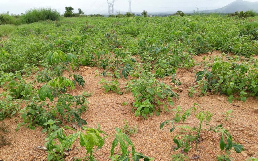 Diện tích mỳ bị bệnh khảm lá do vi rút gây hại. Ảnh: Nguyễn Diệp