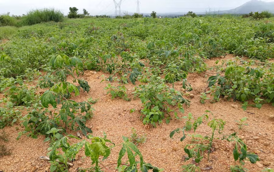 Diện tích mỳ bị bệnh khảm lá do vi rút gây hại. Ảnh: Nguyễn Diệp