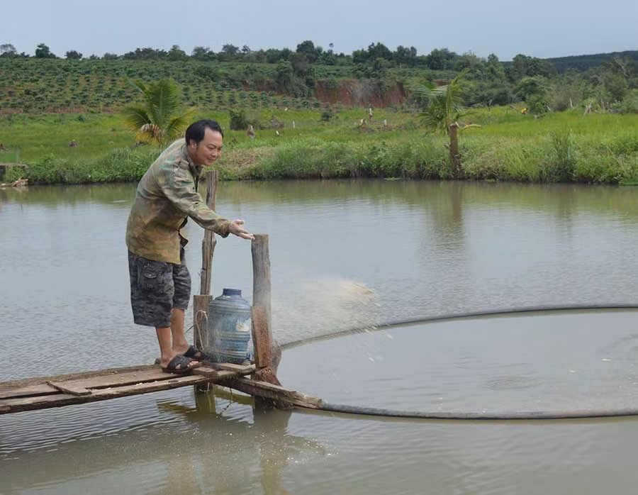  Cựu chiến binh Bùi Văn Dũng thành công với mô hình vườn-ao-chuồng-ruộng. Ảnh: Phương Dung