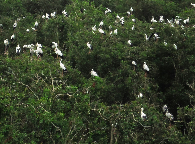 Cò về đông đúc . ẢNH:THANH DŨNG