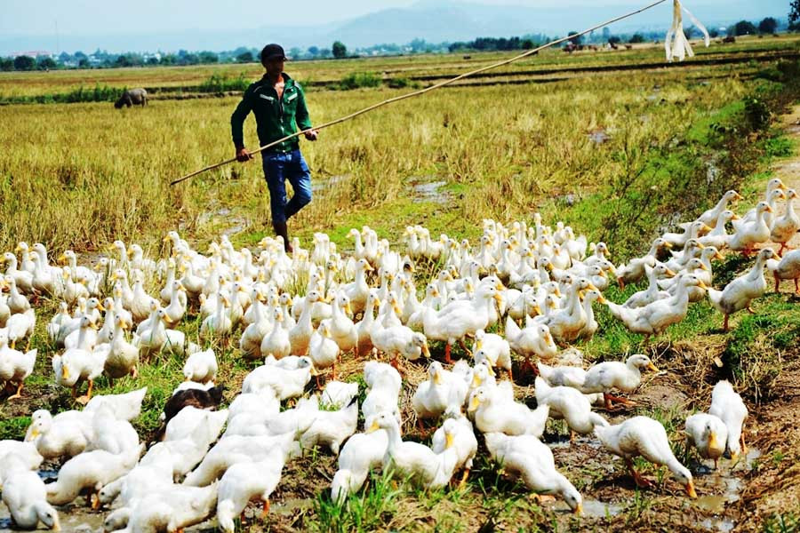  Các đàn vịt chạy đồng có nguy cơ cao lây lan dịch bệnh. Ảnh: Đức Phương