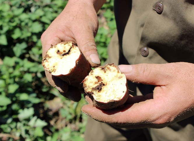 Khoai lang đã quá lứa thu 3 tháng nên hầu hết bị sùng ăn