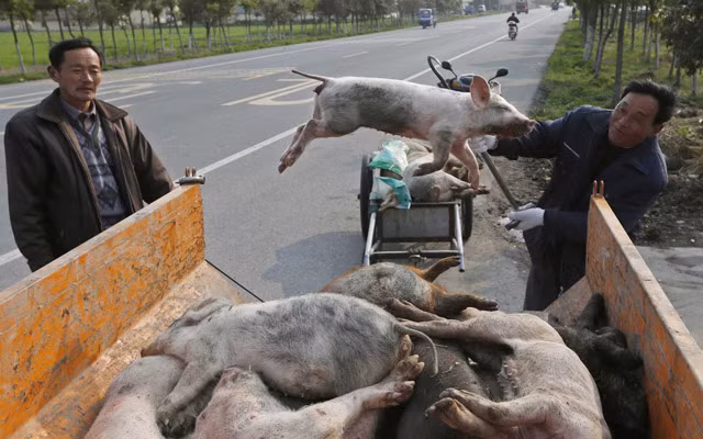 Dịch tả heo châu Phi hoành hành ở Trung Quốc. Ảnh: Agroday