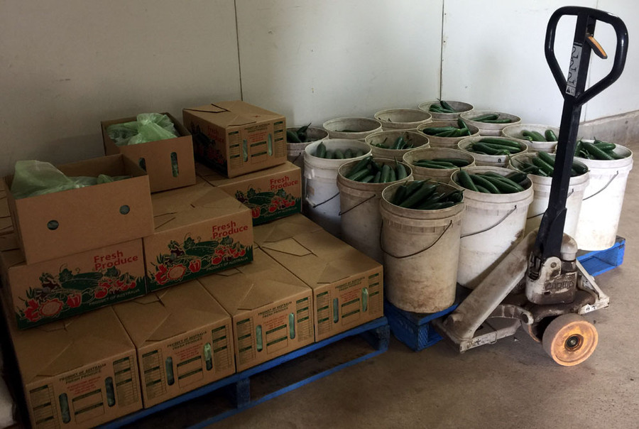 Dưa mới thu hoạch chuẩn bị vào thùng