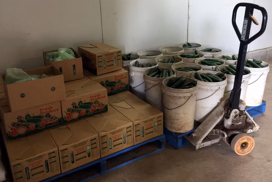 Dưa mới thu hoạch chuẩn bị vào thùng