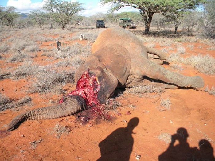 Xác voi bị giết không còn ngà