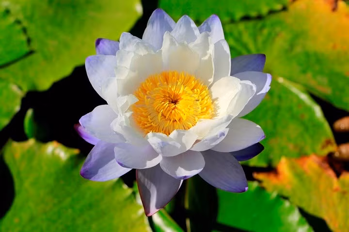 Hoa súng hoàng hậu, một trong những loại hoa súng theo anh Khanh rất quý ở Thái Lan.