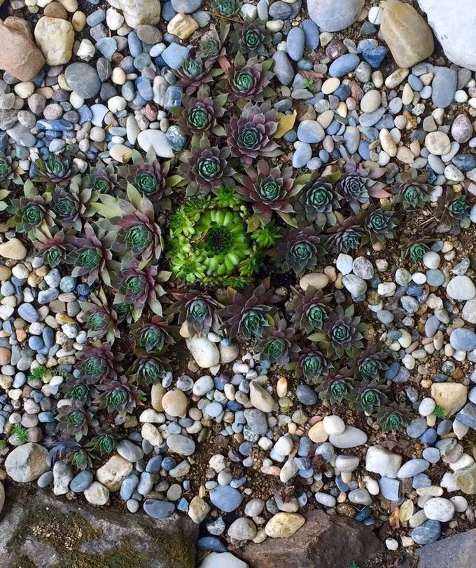  Chị Huyền còn tạo cả hình ngôi sao 5 cánh. Khu vườn là nơi gia đình chị nghỉ ngơi, đặc biệt vào những ngày hè. Chị Huyền tự hào giới thiệu với bạn bè nước ngoài lúc họ đến nhà chơi.